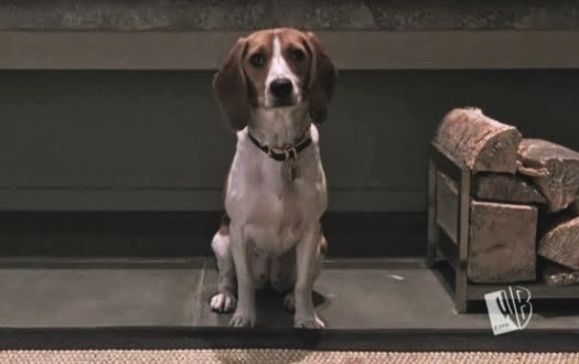 Digger's Dog, Cyrus
